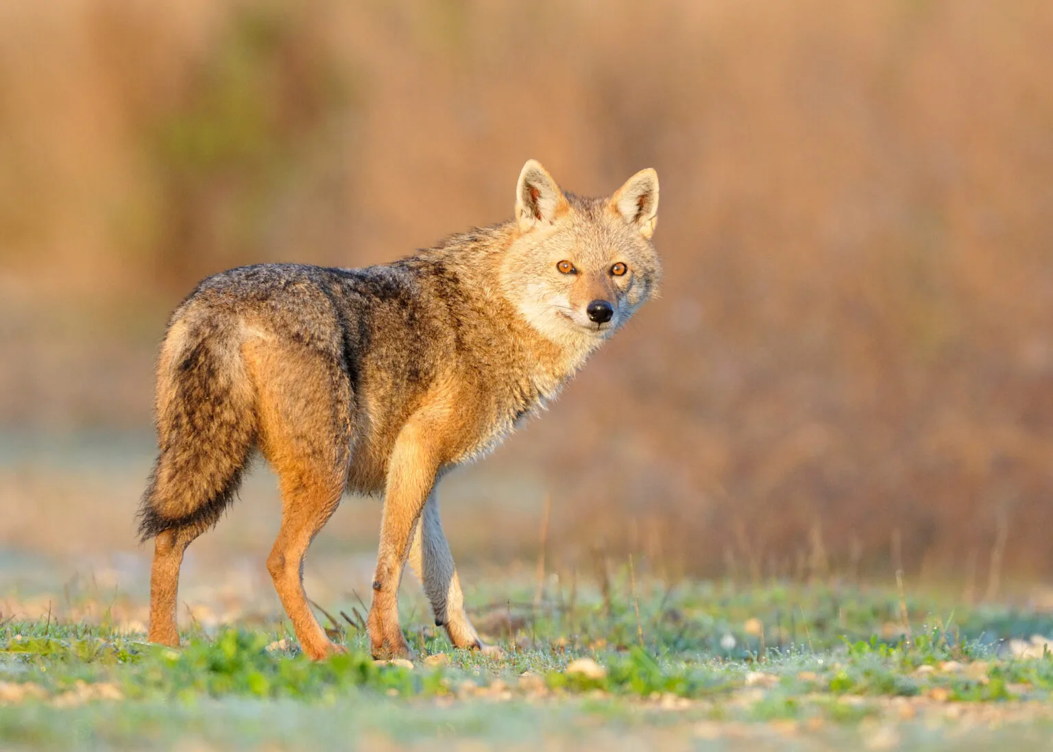 Der Goldschakal breitet sich in Baden-Württemberg aus – auch im Kreis Rottweil. Foto: iStock