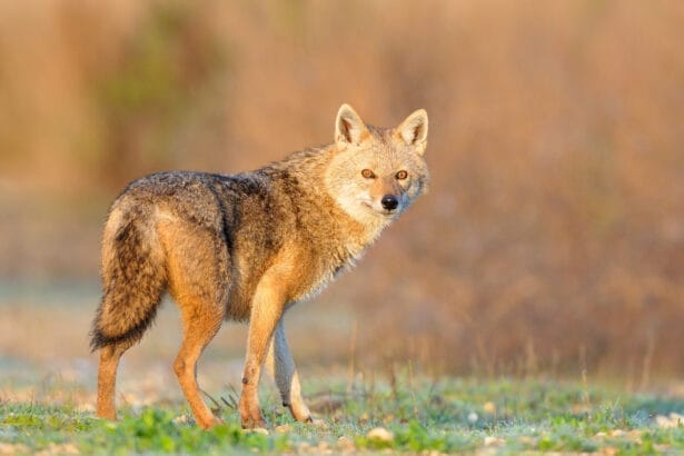 Der Goldschakal breitet sich in Baden-Württemberg aus – auch im Kreis Rottweil. Foto: iStock