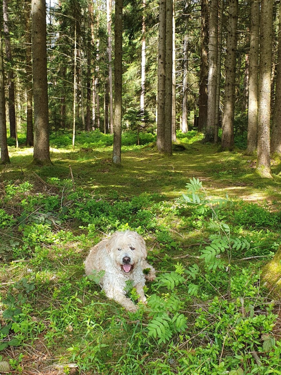 Kleine Pause auf dem sonnigen Auerhahnweg: Hund Jasper. Fotos: NRWZ