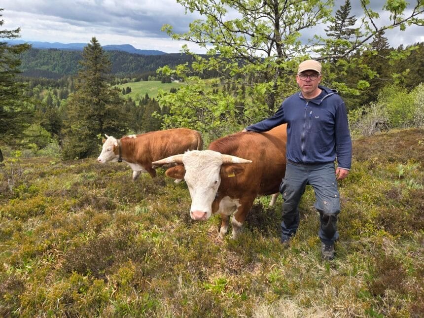 Unlängst haben die Hinterwälder Rinder von René Apel die neue Naturschutzweide auf dem Feldberg in Beschlag genommen.