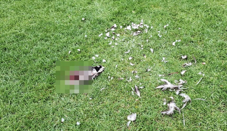 Getötete Wildente - in Göllsdorf eskaliert Vandalismus. Die Polizei ermittelt. Fotos: privat