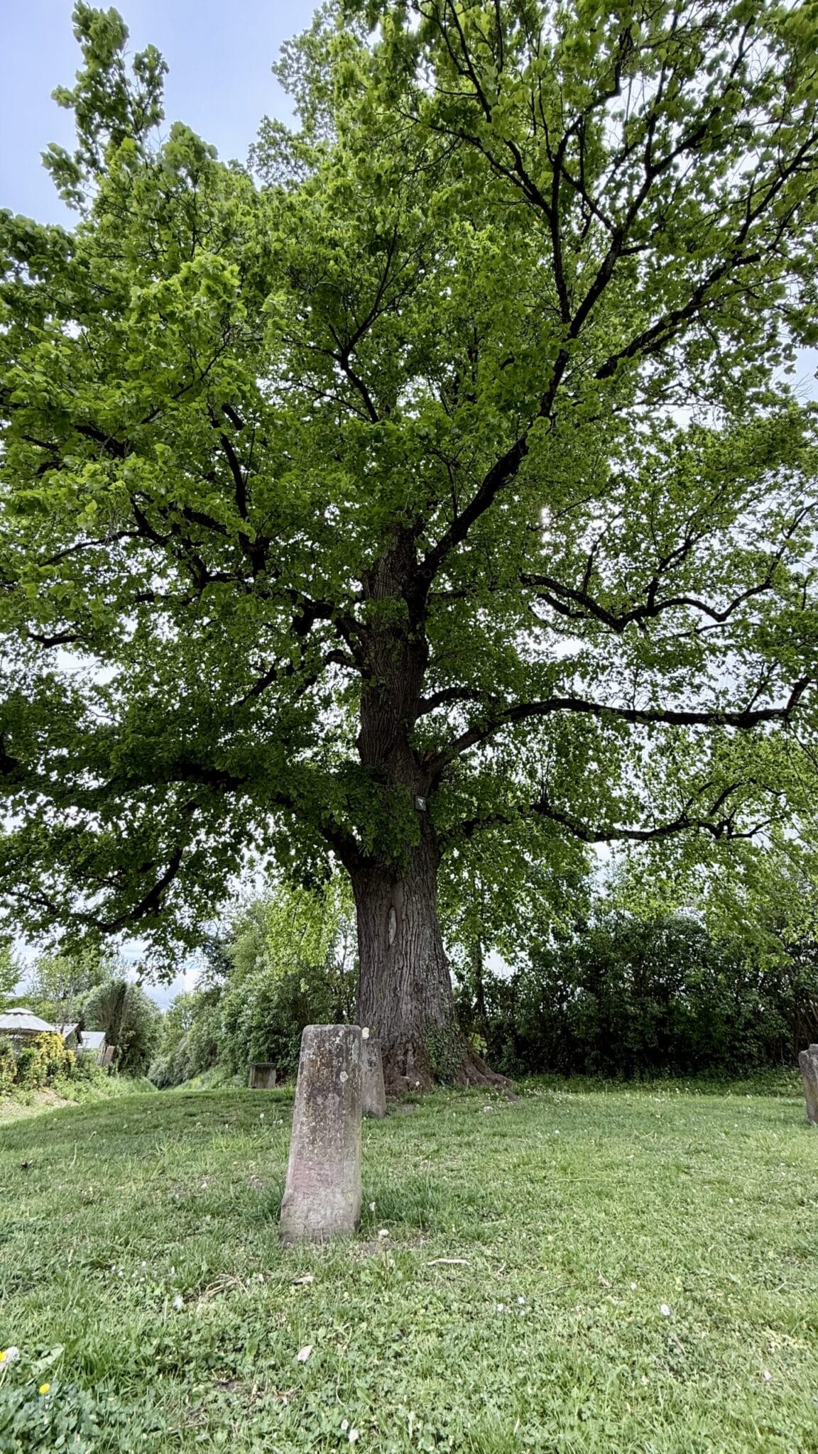 Die "Pürschgerichtslinde" in Rottweil. Foto: Peter Arnegger
