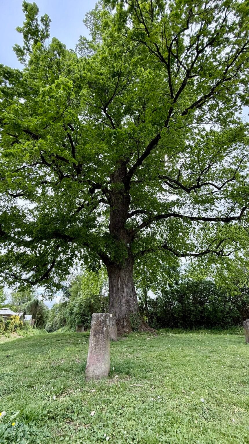Die "Pürschgerichtslinde" in Rottweil. Foto: Peter Arnegger