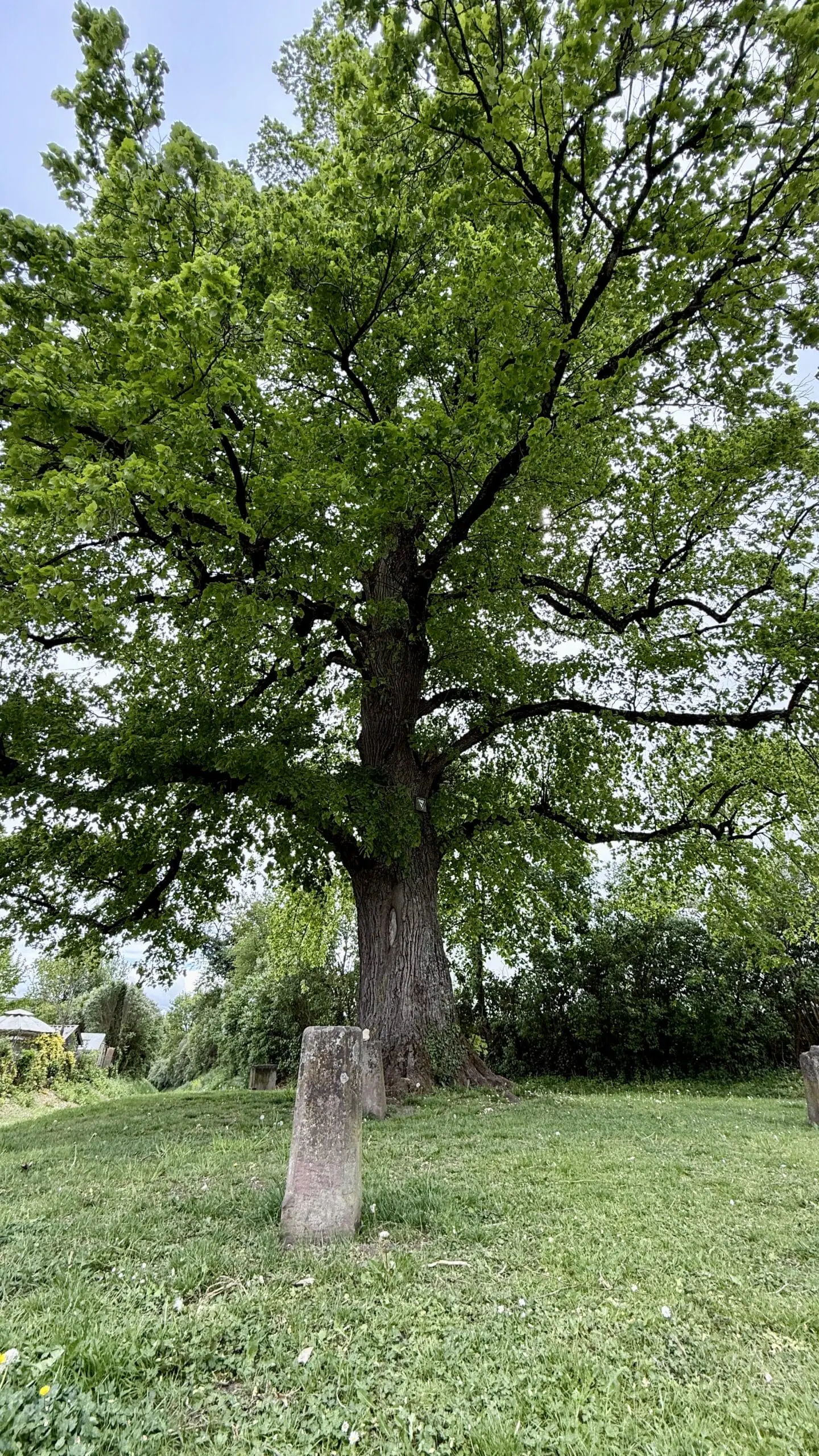 Die "Pürschgerichtslinde" in Rottweil. Foto: Peter Arnegger