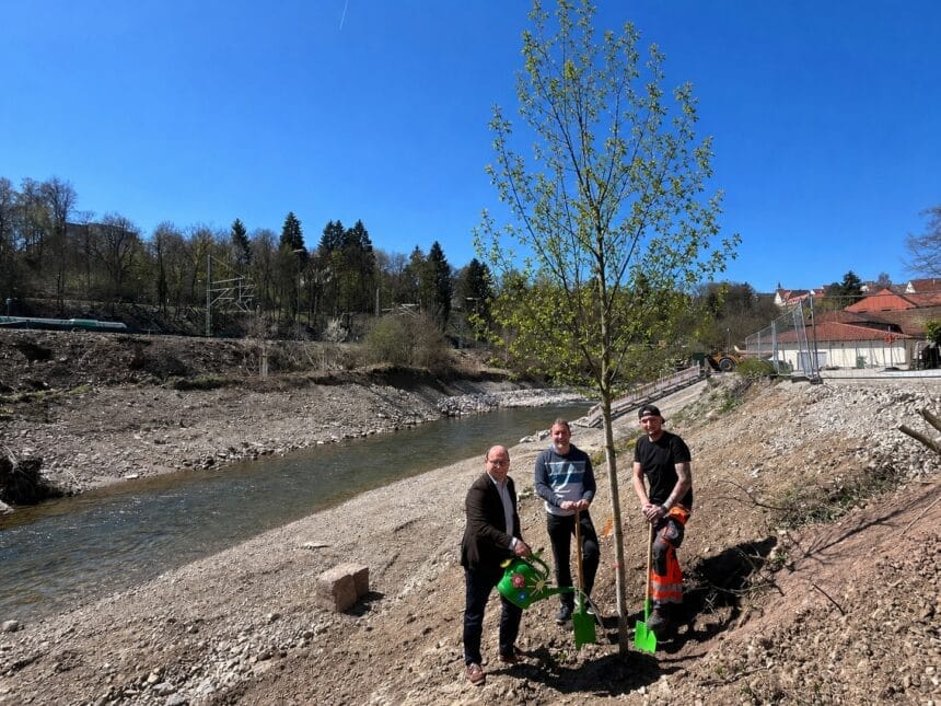 OB Dr. Christian Ruf (links) mit (von links) Micha Sonnenfroh vom Landesgartenschau-Team und Andreas Matje vom städtischen Betriebshof bei der Pflanzung der Zitter-Pappel am renaturierten Neckar (Foto: Landesgartenschau Rottweil / Ruess).