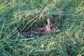 Gefunden: Vor dem Mähen einer Wiese mit mächtigen Maschinen suchen die Rehkitzretter nach den Tieren. Alle Fotos: Moni Marcel