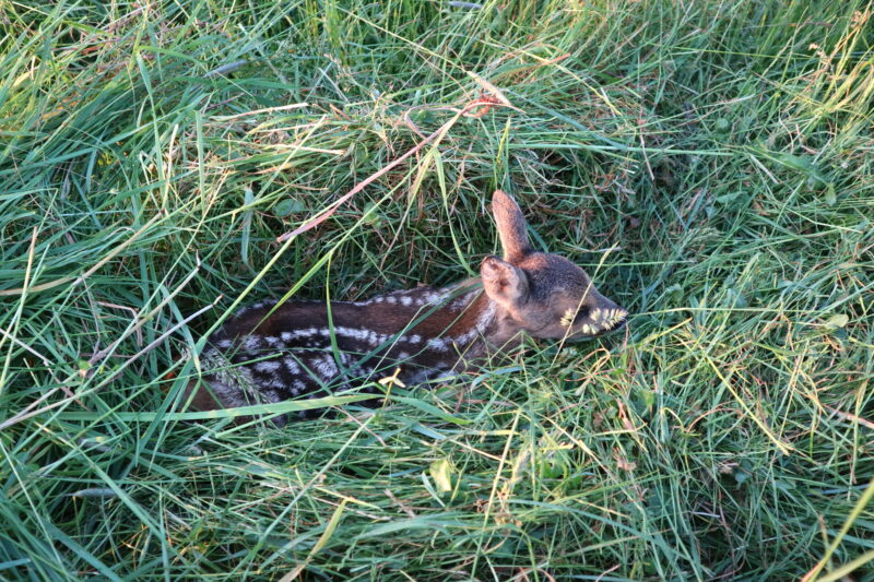 Gefunden: Vor dem Mähen einer Wiese mit mächtigen Maschinen suchen die Rehkitzretter nach den Tieren. Alle Fotos: Moni Marcel