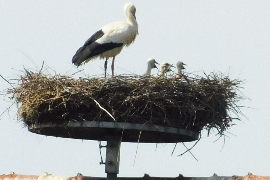 Foto: Hartmut Polet, pm