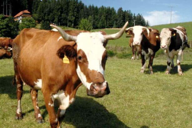 flyer erlebnistag landwirtschaft (handyformat) 1