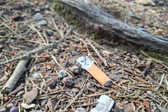 zigarettenkippe auf dem waldboden (quelle forstamt rottweil)