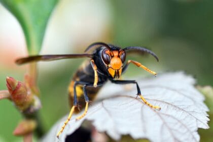 christels hornet 9964337 1920