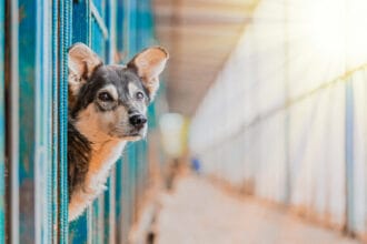 stray beautiful dog lean out from cage and looking at human. dog abandoned in shelter and waiting for his family