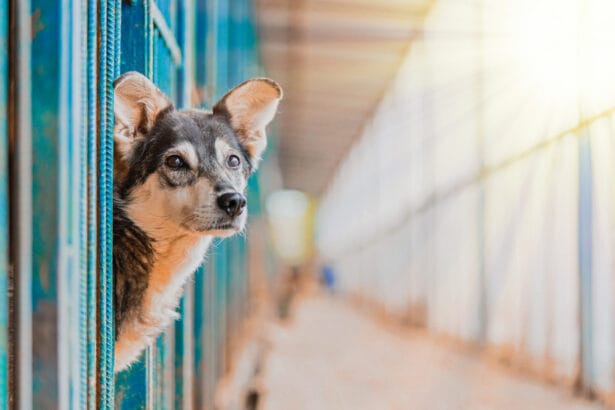 stray beautiful dog lean out from cage and looking at human. dog abandoned in shelter and waiting for his family