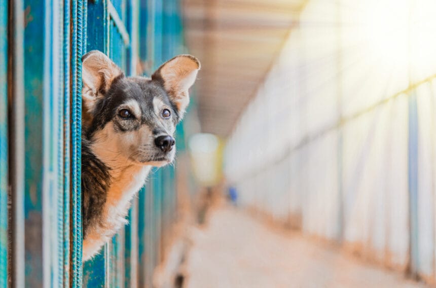 stray beautiful dog lean out from cage and looking at human. dog abandoned in shelter and waiting for his family