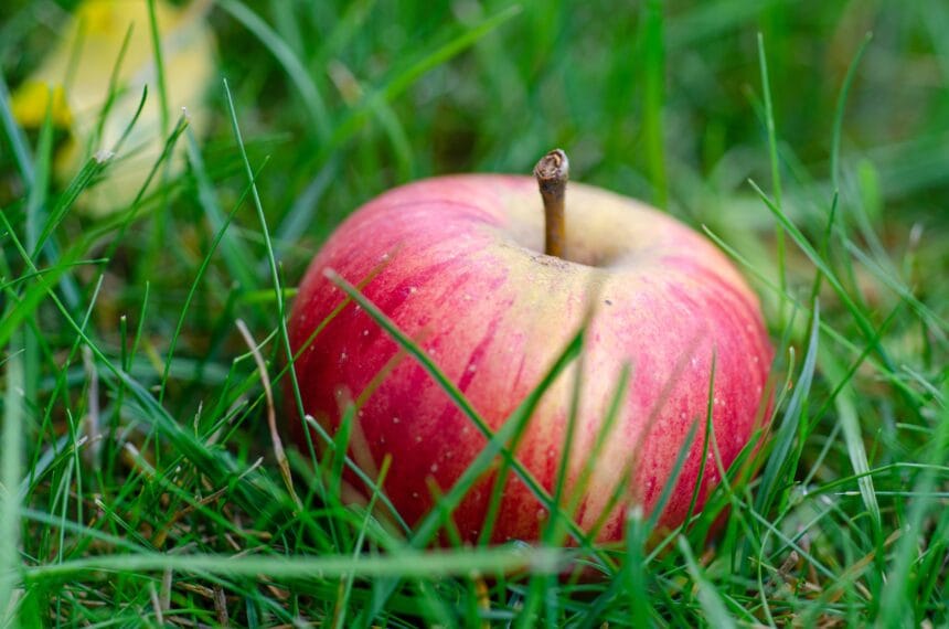 kathas_fotos-apple-7472988