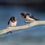 sharkolot barn swallow 8097199
