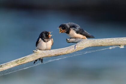 sharkolot barn swallow 8097199