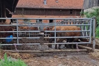 2026 05 10 rinder vernachlaessigt lk rottweil 015 c peta d