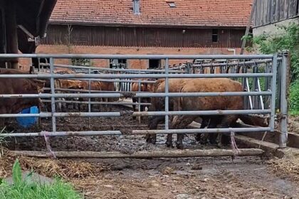 2026 05 10 rinder vernachlaessigt lk rottweil 015 c peta d