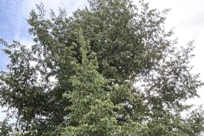 Bank unter einem großen Baum mit Mülleimer, auf trockenem Gras in einer ruhigen ländlichen Umgebung.