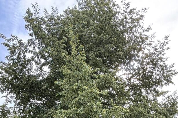 Bank unter einem großen Baum mit Mülleimer, auf trockenem Gras in einer ruhigen ländlichen Umgebung.