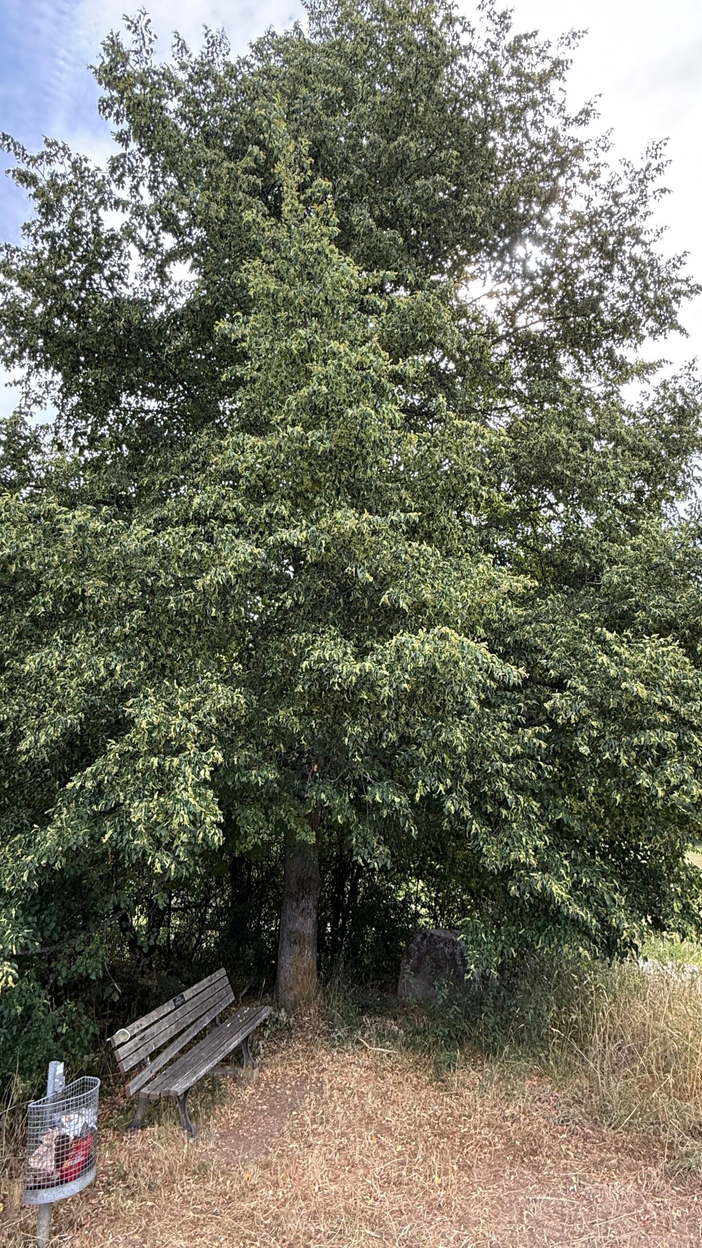 Bank unter einem großen Baum mit Mülleimer, auf trockenem Gras in einer ruhigen ländlichen Umgebung.