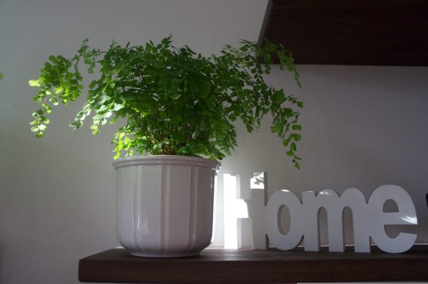 claudia felbermayer home 1798715