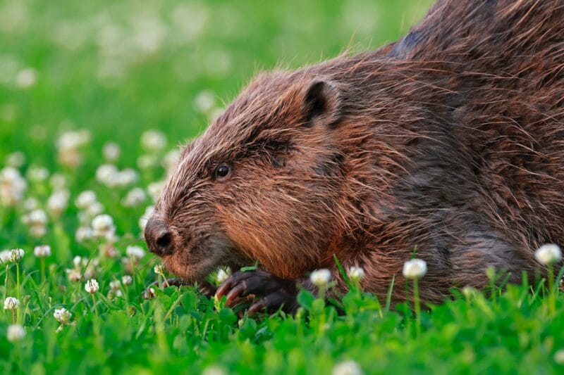 sharkolot eurasian beaver 8084226