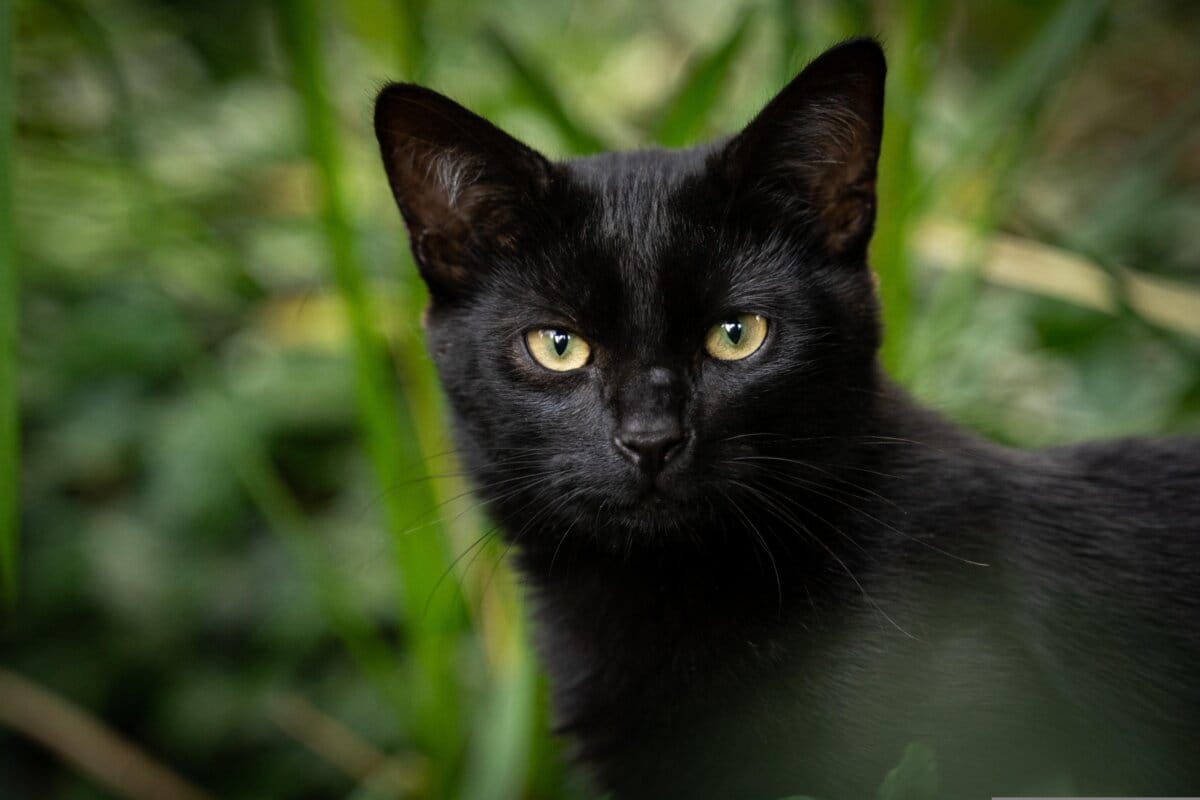 katze 2
