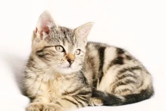 katze