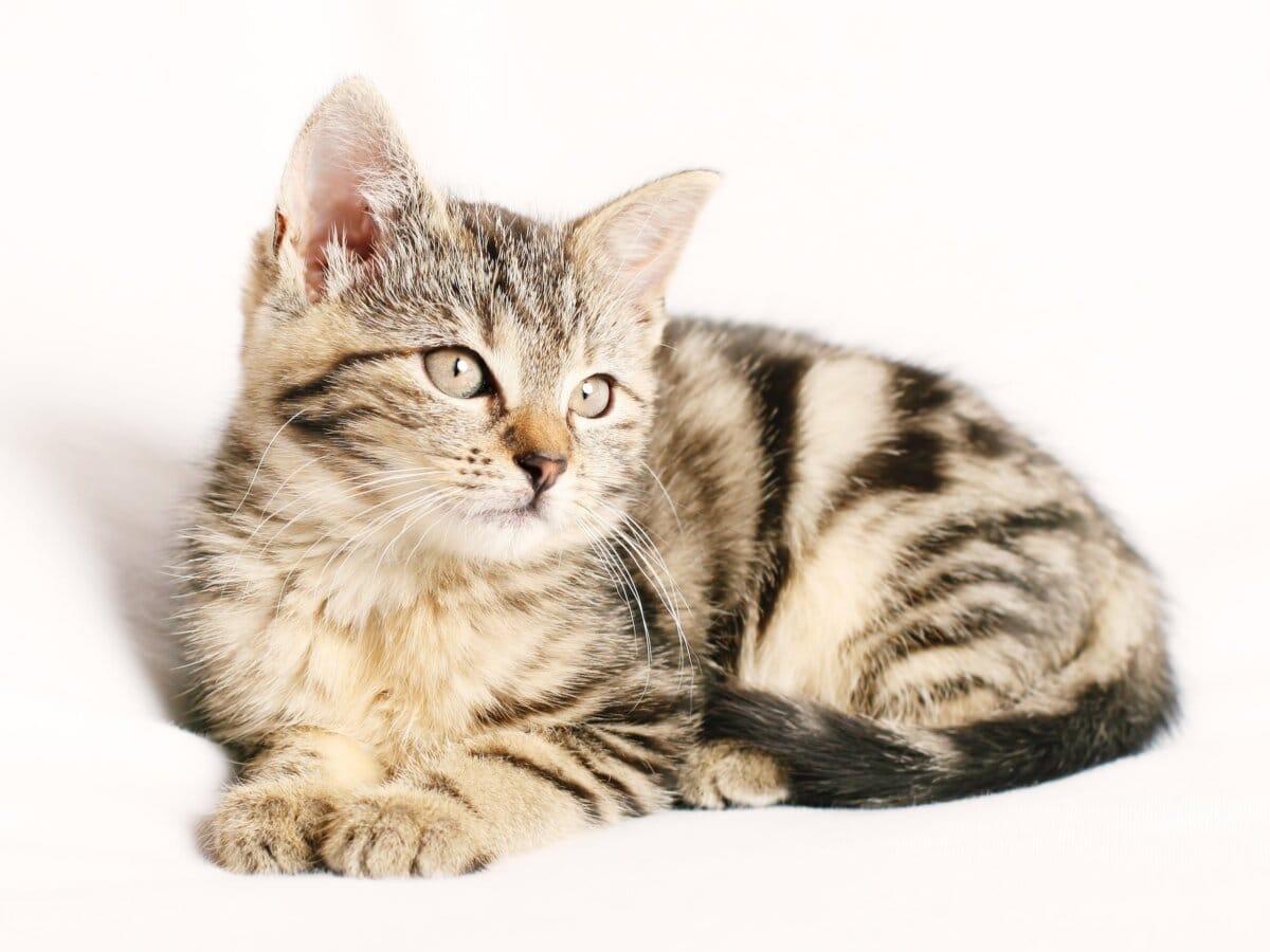 katze