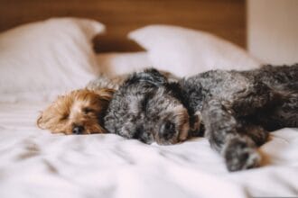 pexels dogs 1284238