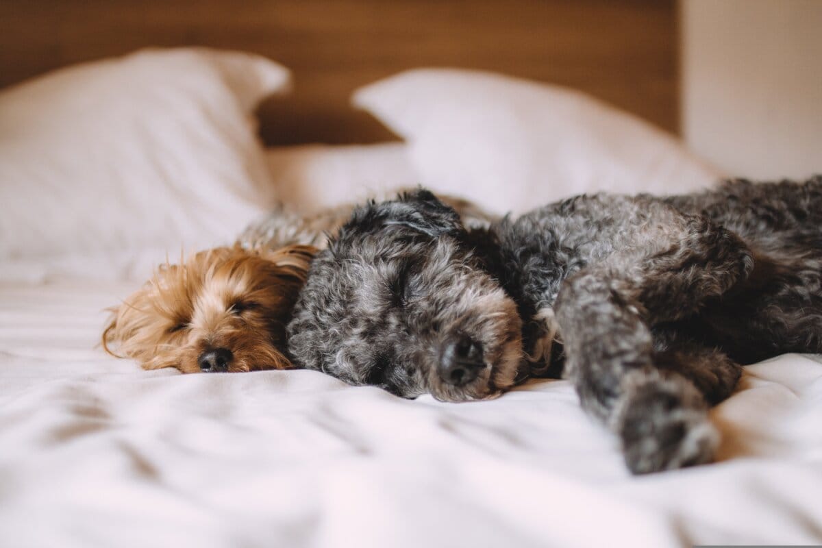 pexels dogs 1284238