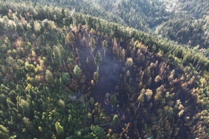 wald schramberg drohne