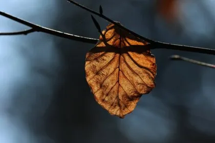 herbst