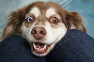 hund