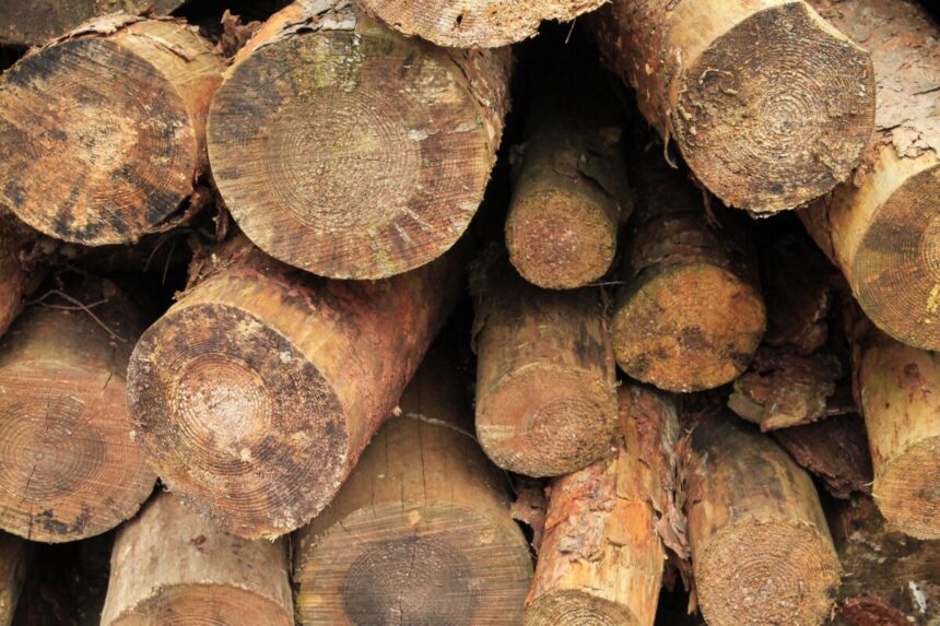kalhh logs cut down 267277