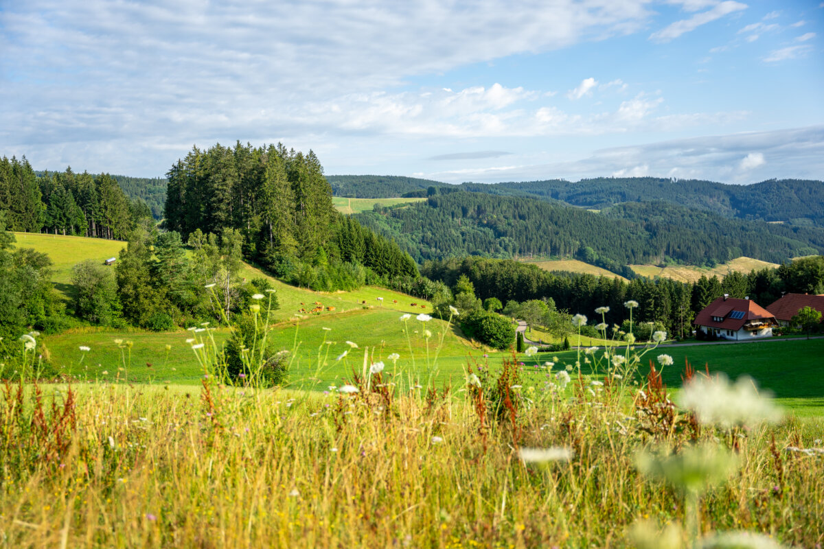 bawü scout ohne filter bearbeitet print 28