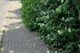 hecke ii