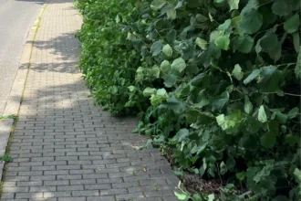 hecke ii