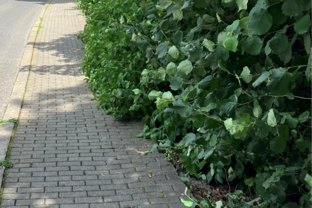 hecke ii