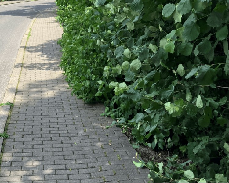 hecke ii