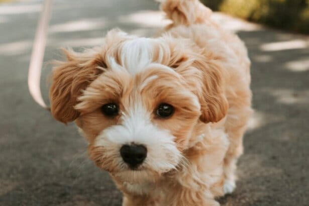 hund leine
