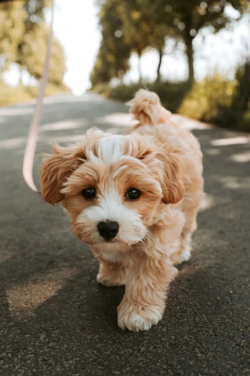 hund leine