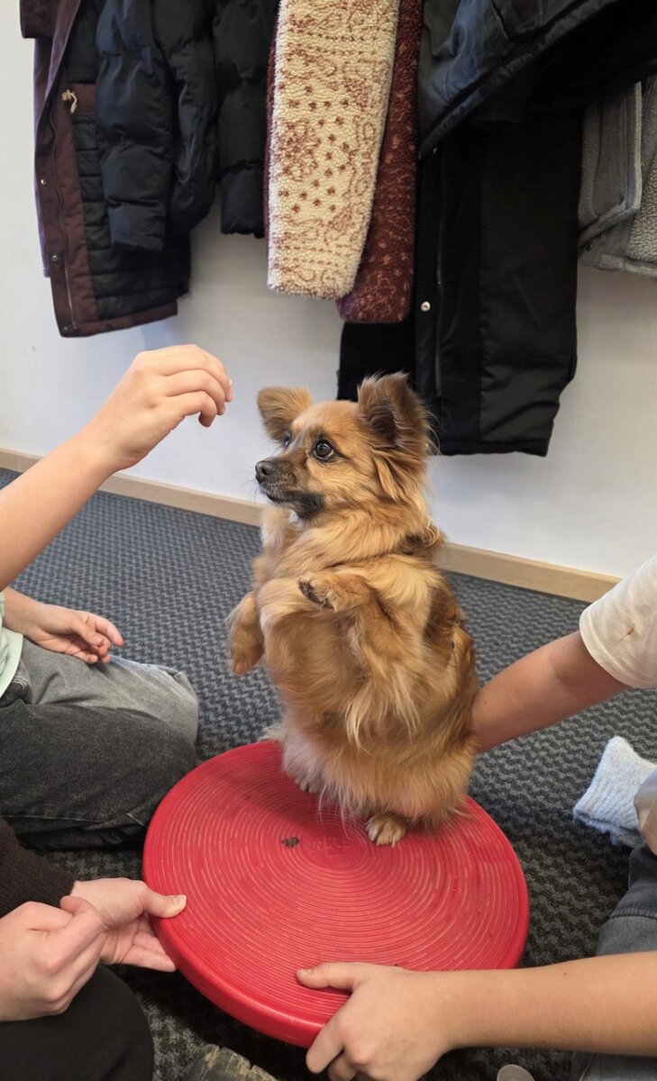 Maxine Hummels Hund Roka in Aktion am SLZ – Rottweil
