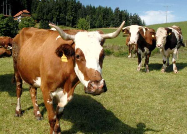 flyer erlebnistag landwirtschaft (handyformat) 1