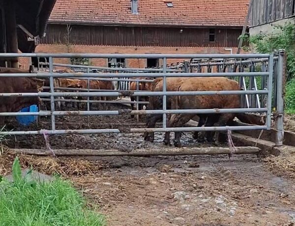 2026 05 10 rinder vernachlaessigt lk rottweil 015 c peta d