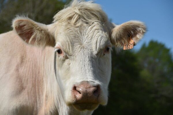 annabel p cow 4155860