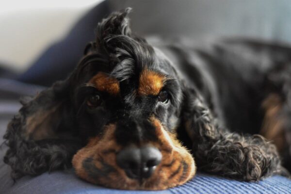botondodler cocker spaniel 3887947