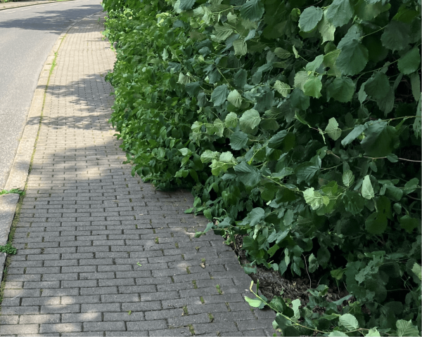 hecke ii